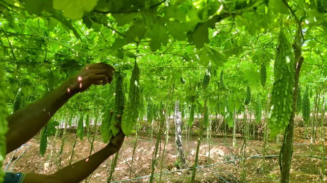 Detailed 4K close-up footage of fresh bitter gourds being hand-picked from healthy vines in an organic farm in Sri Lanka. Authentic vegetable harvesting, sustainable agriculture, tropical farming, and