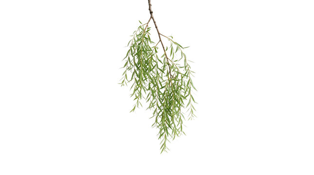 Weeping willow branch with green leaves isolated on white background, hanging willow tree foliage, fresh spring botanical element for design