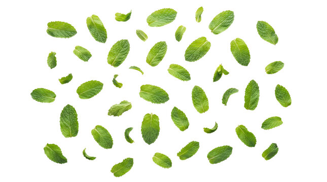 Fresh green mint leaves falling on white background, organic peppermint leaf pattern, aromatic herbal tea ingredients for healthy lifestyle