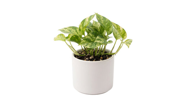 Variegated pothos houseplant in white ceramic pot, epipremnum aureum indoor plant on white background, lush green foliage for home decor