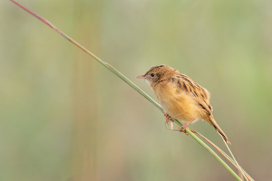 A beautiful close-up view of a zitting cisticola or streaked fantail warbler (Cisticola juncidis), the bird is sitting in a green blurred background. West Bengal, India