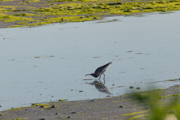 Fototapeta premium Whimbrel feeding in shallow water