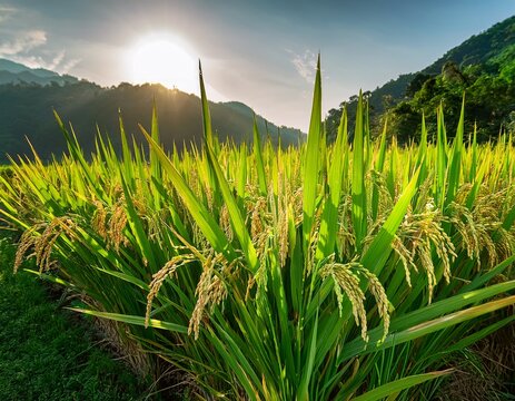 mature rice panicles hang heavy amidst vibrant green leaves awaiting the harvest season