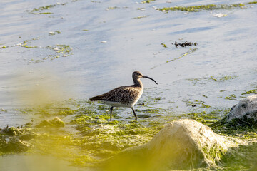 Fototapeta premium Whimbrel wading at the water's edge