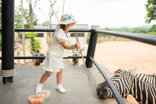 Joyful Toddler Feeding a Zebra with a Tong at the Zoo,A heartwarming photograph capturing a young Asian girl in a white outfit and sun hat smiling while feeding a friendly zebra using a metal tong.