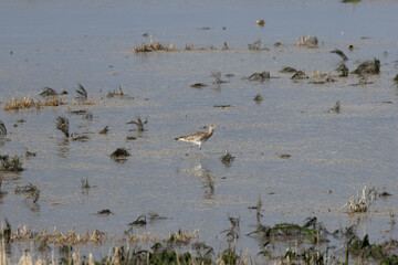 Fototapeta premium Whimbrel wading on a tidal mudflat