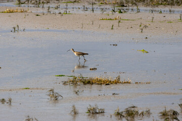 Fototapeta premium Whimbrel walking on a wet mudflat