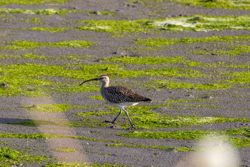 Fototapeta premium Whimbrel walking on algae-covered mud