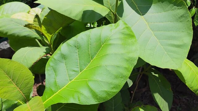 Green tropical leaves in sunlight. Lush foliage background with vibrant plant texture.