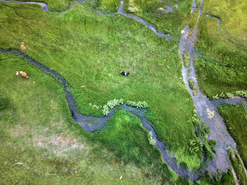 Aerial view of Egri Gol featuring a winding stream flowing through a vibrant green meadow with grazing cows in Akseki, Antalya, Turkiye.