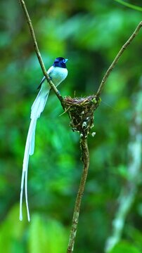 Elegant long white tail feathers and vibrant blue eye rings make the paradise flycatcher appear like a fairy tale bird. The nest scene captures the beauty of tropical biodiversity and motherhood.