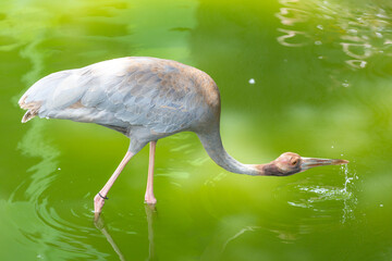 Obraz premium A sarus crane dipping its beak into green pond water while wading.
