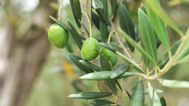 Olive branches swaying in the wind on Shodoshima in Kagawa Prefecture in Japan, 4K slow motion