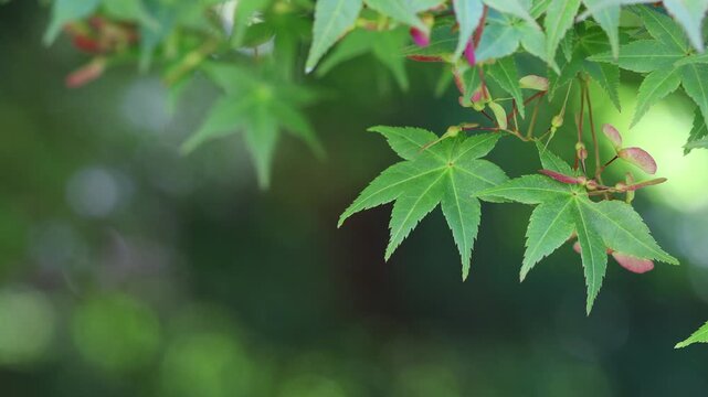 風に揺れる新緑のカエデの葉のクローズアップ