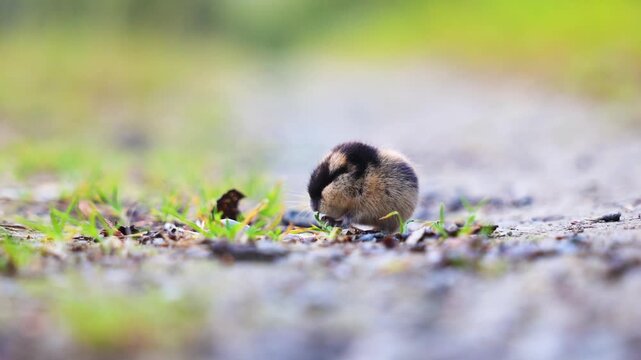 Close up of a Norway Lemming feeding on grass stalks in Norway