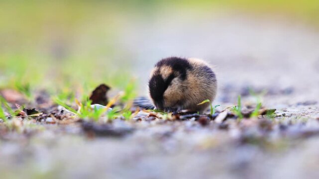 Close up of a Norway Lemming feeding on grass stalks in Norway