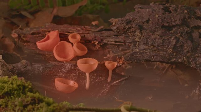  Close up of vibrant orange cup fungi growing on a decaying log in a misty forest setting, showcasing the delicate details and natural textures of the woodland environment.