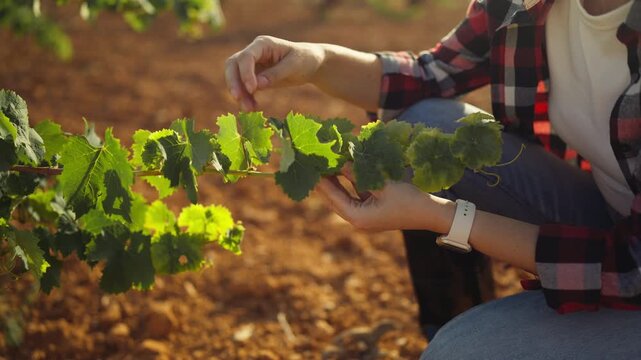 Close-up of winegrower hands checking grapevine leaves growth. Female farmer inspecting vineyard crop quality and harvest potential during a sunny day