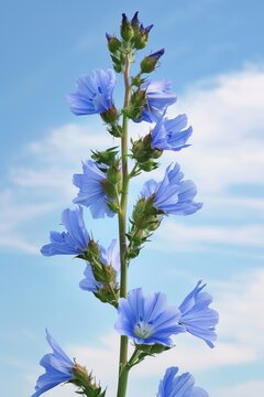 Tall blue wildflowers on a stem against a soft sky background