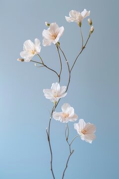 Delicate white flowers on thin stems against a soft blue background, creating a calm minimalist floral composition with plenty of copy space.