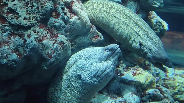 Tracking shot of moray eels interacting and swimming around coral reef inside aquarium tank with close up view