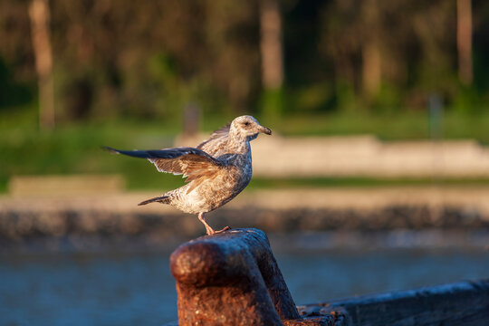 Beautiful juvenile western gull stretching wings on a pier bollard at sunrise