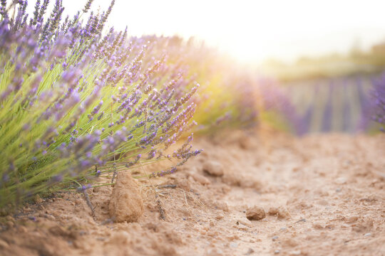 Sunset over a summer lavender field. Landscape with rows of lavender fields