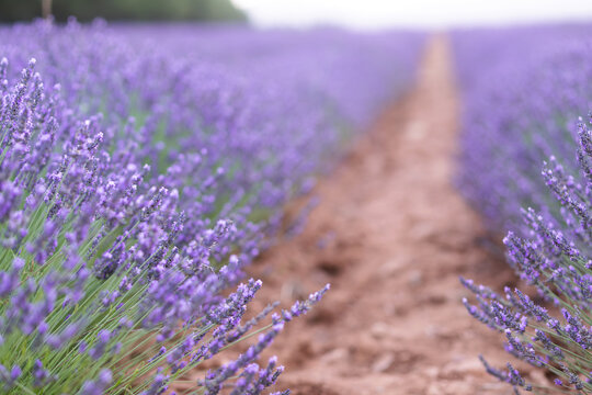 Sunset over a summer lavender field. Landscape with rows of lavender fields