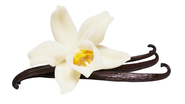Creamy white vanilla orchid flower with dark brown vanilla beans, isolated on transparent background