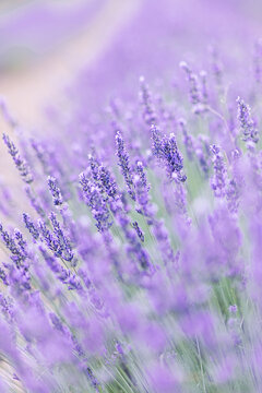 Sunset over a summer lavender field. Landscape with rows of lavender fields