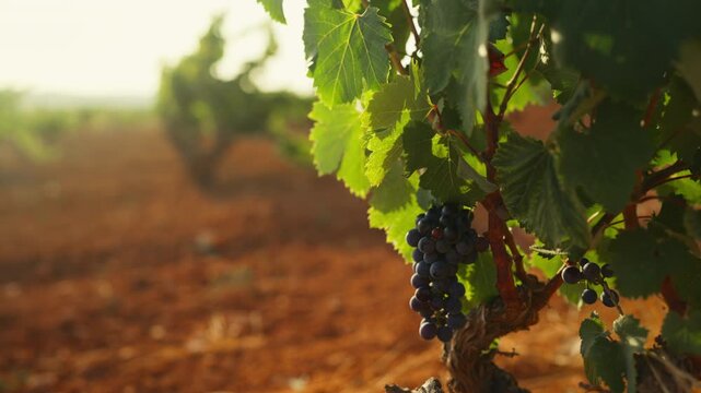 Sun-ripened fruit growing naturally on healthy plants in an agricultural field. Sustainable farming, food production, seasonal harvest, crop quality, healthy agriculture and rural landscape concept.