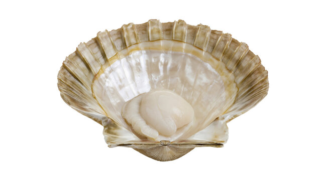 Fresh raw scallop inside a large open oyster shell, isolated on transparent background