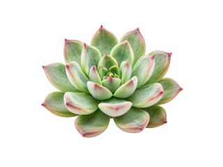 Fototapeta premium Succulent plant isolated on white background