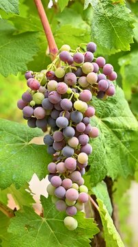Veraison in a vineyard. Bunch of grapes with berries that begin the ripening phase. Traditional agriculture. Sardinia. Footage.