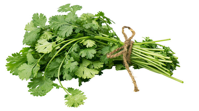 Fresh green cilantro bunch tied with twine, isolated on transparent background