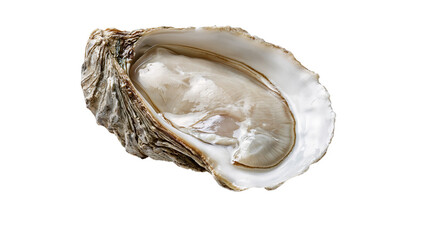 Fresh raw oyster with rough textured shell, isolated on transparent background © Evans