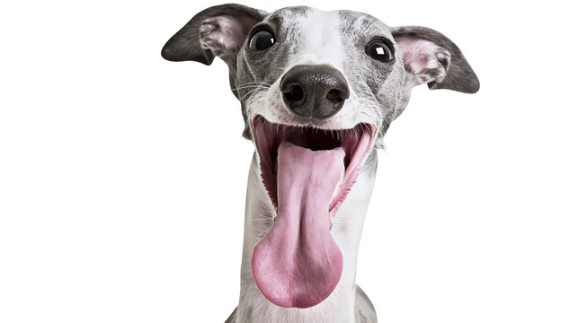 Funny whippet dog with mouth wide open and long pink tongue hanging out, isolated on transparent background