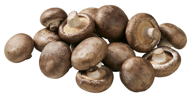 Pile of fresh shiitake mushrooms showing brown caps and gills, isolated on transparent background