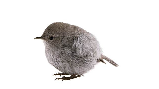 Small fluffy grey bird with dark eyes and beak, isolated on transparent background