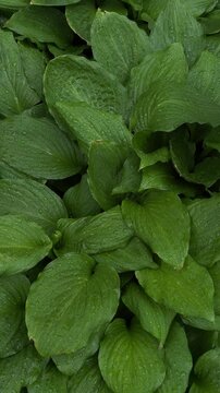 Vertical close up footage of lush green leaves covered with fresh raindrops after rainfall. Detailed leaf texture with water droplets background