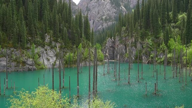 Turquoise Kaindy lake in Kazakhstan with submerged dead tree trunks rising from the water surrounded by coniferous forest and rocky mountains
