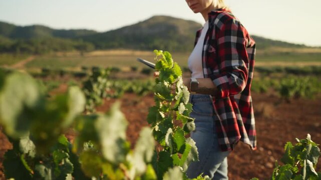 Agricultural specialist documenting field observations to support food safety standards and sustainable food production. Professional farm inspection, quality assurance and modern agriculture concept.