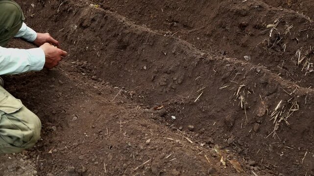 Close-up real-time video of a young farmer planting individual potato tubers by hand into prepared soil furrows during summer in Himachal Pradesh, India.