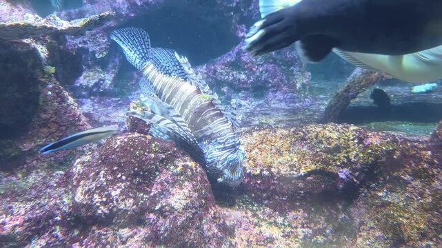 Tracking shot of lionfish hovering and gliding over rocky coral in aquarium tank with other tropical fish