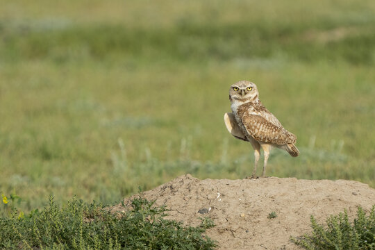 Burrowing owl