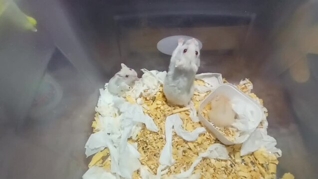 Three white dwarf hamsters playing and exploring in plastic cage