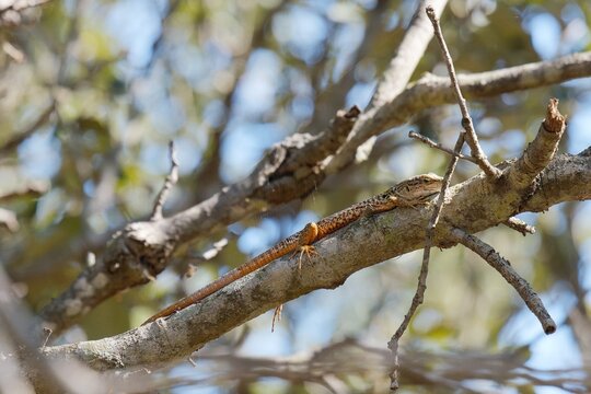 Italian Wall Lizard (Podarcis siculus), Torre Guaceto, Puglia, Italy
