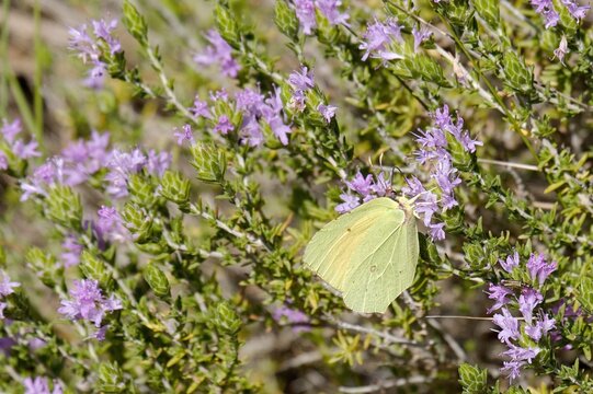 Cleopatra Butterfly (Gonepteryx cleopatra), Torre Guaceto, Puglia, Italy