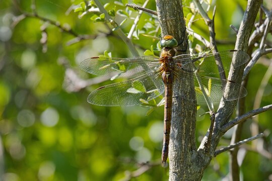Norfolk Hawker (Isoaeschna isoceles), Torre Guaceto, Puglia, Italy