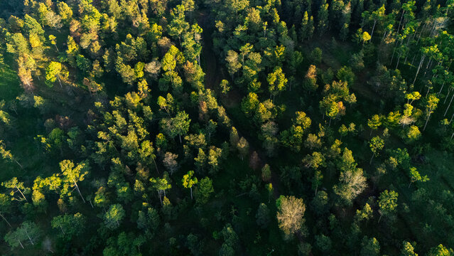 Aerial view of a dense forest with varying tree heights and textures illuminated by golden hour light in Yogyakarta, Special Region of Yogyakarta, Indonesia.